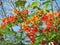 Reddish orange peacock flowers or flame flower tree vertical bouquet