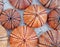 Reddish and orange sea urchin shells on a white stone background.