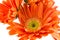 Reddish-orange Sunflowers