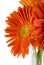 Reddish-orange Sunflowers in a Vase