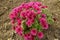 Reddish pink Chrysanthemums in bloom in November