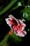 Reddish Pink Hibiscus Flower