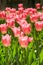 Reddish-pink tulips in spring