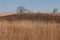 Reddish pragmites and trees in the midst of a field of golden grain