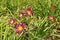 Reddish purple and yellow flowers of Hemerocallis fulva