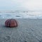 A reddish sea urchin shell on a wet sand beach by the seaside.