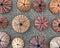 Reddish sea urchin shells on wet sand top view close up