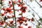 Reddish Shimul Red Silk Cotton flower blooming tree at Munshgonj, Dhaka, Bangladesh.