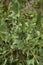 Reddish stem and leaves of Crepis vesicaria