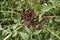 Reddish stem and leaves of Crepis vesicaria