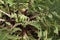 Reddish stem and leaves of Crepis vesicaria