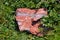 Reddish Stone And Grass