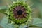 Reddish sunflower beginning to open