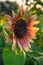 Reddish Sunflower in Field Glows in Sunlight