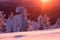 A reddish sunset color over snow covered taiga forest