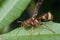 A reddish wasp on a leaf