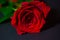 Rede rose on black background, card
