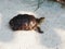 Redeared turtle crawling on land on a granite surface with small pebbles outdoors