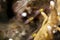 Redeye goby (bryaninops natans)