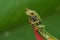 Redeyed Tree Frog or Monkey Frog perched on Heliconia Ecuatoriana Flower