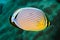 Redfin butterflyfish (Chaetodon trifasciatus)