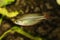 Redfin Dwarf Rainbowfish Aquarium fish Melanotaenia maccullochi