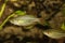 Redfin Dwarf Rainbowfish Aquarium fish Melanotaenia maccullochi