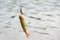 Redfin perch hooked by a lure