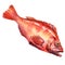 Redfish, the rose fish, Sebastes norvegicus, ocean perch, sea grouper, rockfish, isolated, hand drawn watercolor