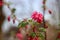 Redflower currant of Ribes Sanguineum blossom in public park in the Netherlands