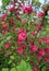 Redflower currant or Ribes sanguineum flowering plant.