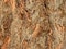 Redgum Bark Texture