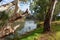 The redgum trees on the banks of the River Murray in Tooleybuc N