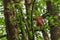 Redhaired, furry squirrel nibbles something in the branches of trees