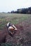 Redhead, beautiful dog digs a hole in the field.