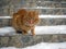Redhead big cat with snowflakes on his face coming down the stairs at home. Snow winter