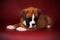 Redhead cute puppy of breed boxer