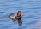 Redhead drake (Aythyma americana) swimming in blue water