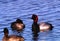 Redhead Drake and Hens in springtime Nebraska