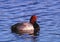 Redhead Drake shines in the spring sun in the Rainwater Basin