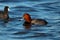 Redhead Duck Pea Island NWR