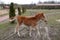 Redhead foal prances around the farmyard