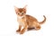 Redhead kitten Abyssinian