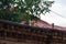 Redhead kitten on the roof, looking down at the photographer