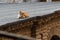 Redhead kitten on the roof, looking down at the photographer