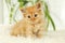 Redhead kitten on white plaid, close up