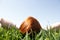 Redhead Laying In Grass Looking Up