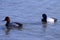 Redhead and Lesser Scaup male ducks