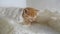 Redhead little kitten cat asleep wrapped in knitted shawl downy video