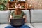 Redhead man with long beard using laptop sitting on the sofa at the living room thinking attitude and sober expression looking
